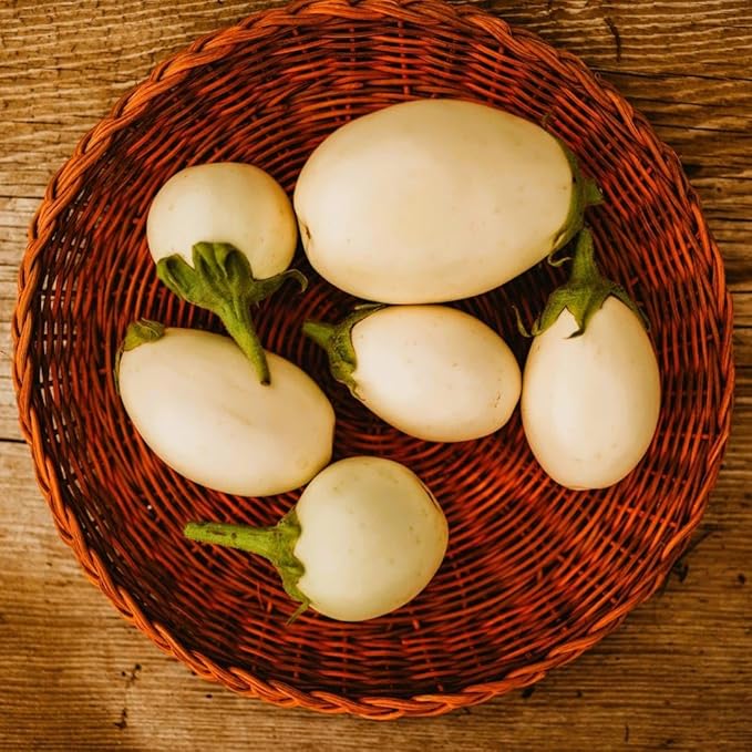 Japanese White Egg - 25 Seeds - Rare Heirloom Eggplant Variety, Non-GMO Heirloom Eggplant Seeds for Planting in The Home Garden, Thresh Seed Company