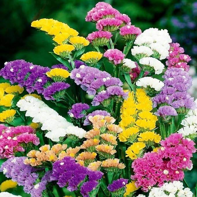 KIRA SEEDS - Seeds Wavyleaf Sea Lavender Mix - Statice Kermek - Heirloom Herb - GMO Free