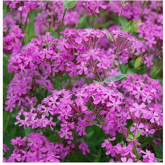 Low Rainfall, Dry Area Wildflower Seed Mix - 13 Varieties of Annuals and Perennials