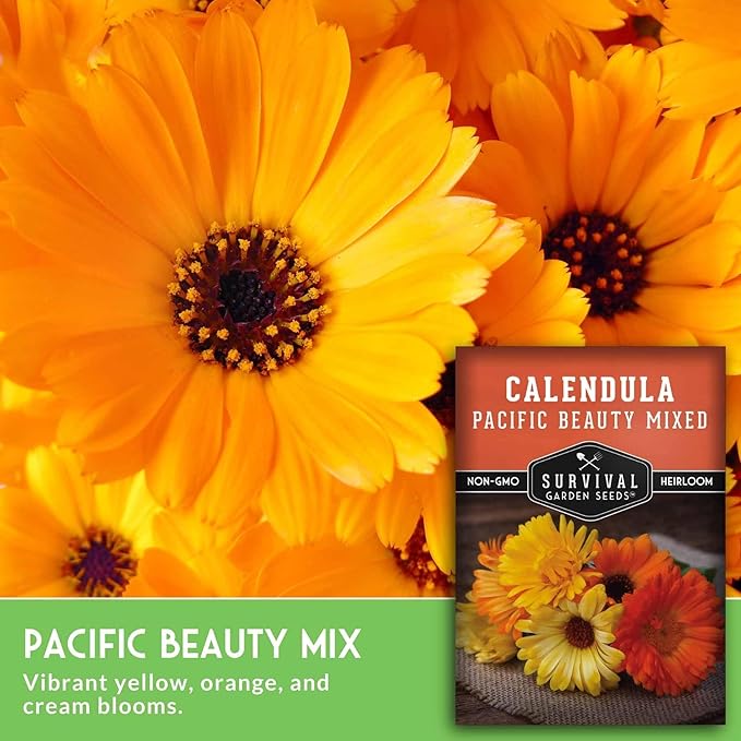 Pacific Beauty Mix Calendula Seeds for Planting – Colorful Heirloom Pot Marigold with Edible & Medicinal Flowers, Pollinator Friendly – Survival Garden Seeds (1 Pack)