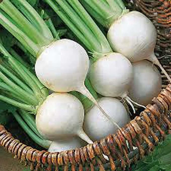 Egg White Turnip Seeds, Heirloom, 499+ per Pack of Seeds, Non GMO,vegatable