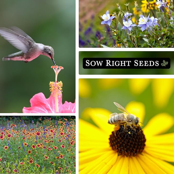 Sow Right Seeds - Bulk Wildflowers Seeds Mix for Planting - Annuals & Perennials - 2 Ounces, 56000 Seeds - Non-GMO Heirloom Jumbo Pack - Colorful Blooms for Home Grown Garden - Attract Pollinators