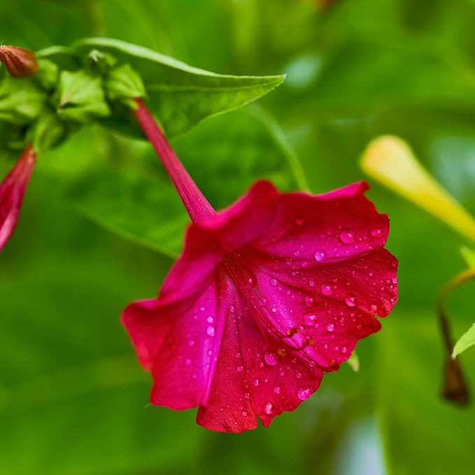 Seed Needs, Red Four O Clock Seeds - 60 Heirloom Seeds for Planting Mirabilis Jalapa - Colorful Flowers to Attract Butterflies Pollinators and Hummingbirds to The Garden (1 Pack)