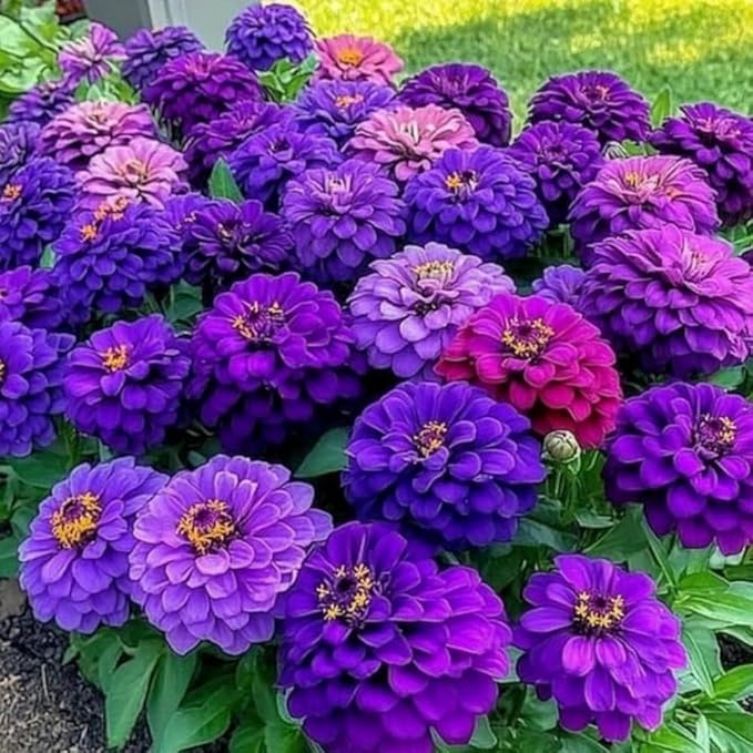 1500+ Crazy Blend Zinnia Seeds for Planting Non-GMO Annual Zinnia Flowers Seeds Vibrant Zinnia Elegans for Pollinator Gardens, Borders & Containers