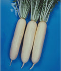 Radish Seeds - Wakayama White - 3 g Packet ~375 Seeds - Non-GMO, Heirloom - Asian Garden Vegetable & Microgreens
