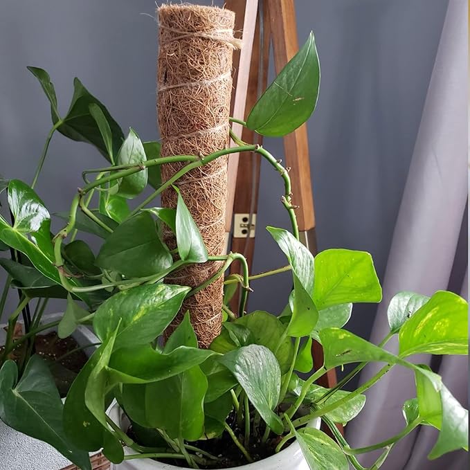 【2 Pack】 JJGoo Moss Pole, 2 Coco Coir Totem Poles Extending to 29 Inches, Plant Support Stick for Indoor Plants Climbing Plants Monstera, Sphagnum, Pothos