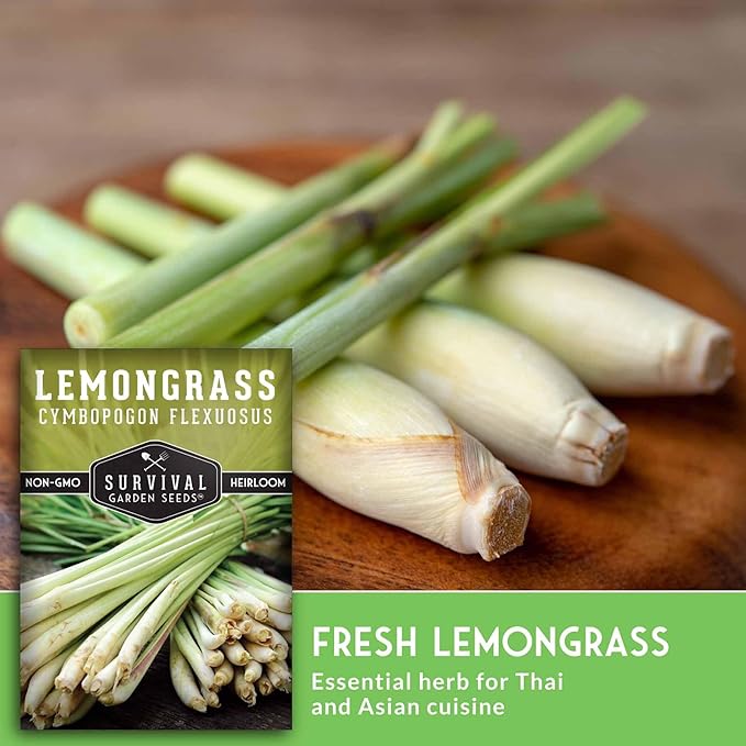 Lemongrass Seeds for Planting - Lemon Scented Asian Lemongrass for Your Home Vegetable Garden - Heirloom Non-GMO Open-Pollinated - Survival Garden Seeds (2 Packs)