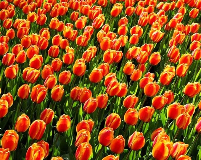 Tulipa Fringed Mixture Tulip Bulbs Size 11/12 for Planting - Plant in Fall, Winter or Early Spring (Apeldoorn's Elite, 15, Count)