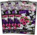 Sow Right Seeds - Dwarf Mixed Petunia Seeds to Plant - Full instructions for Planting and Growing a Flower Garden - Non-GMO Heirloom Seeds - Annual Hanging Basket Flower - Wonderful Gardening Gift (3)