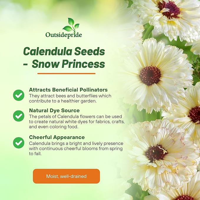 Outsidepride Snow Princess Calendula Seeds - 100 Pcs Annual Edible Flower Seeds for Planting for Dishes & Wellness Uses, with Vibrant Blooms for Cut Flower, Container, & Pollinator Gardens