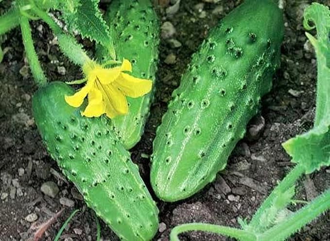 40+ Seeds Cucumber Nezhin - Vegetable Open-Pollinated