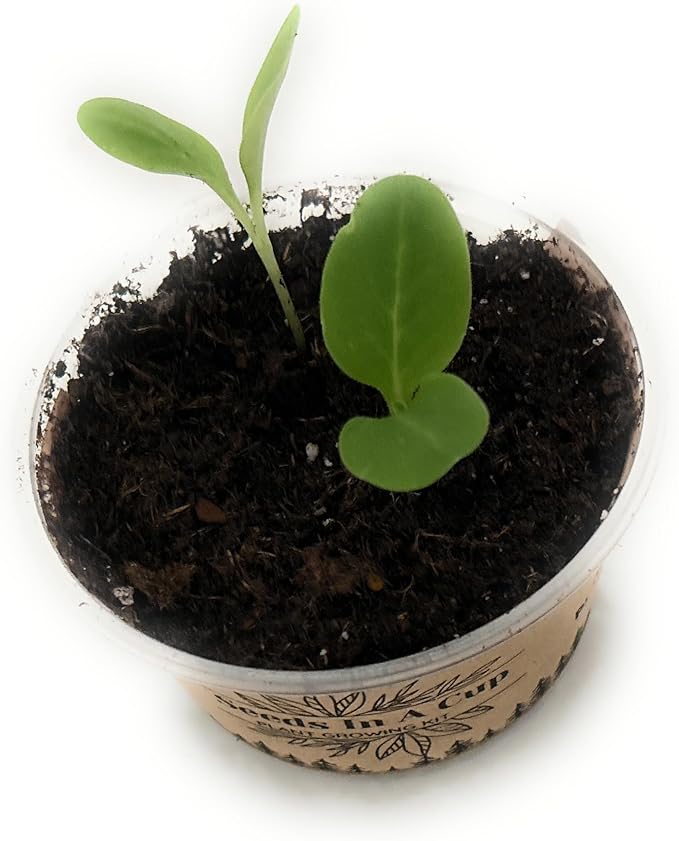 Seeds In A Cup - Plant Growing Kit-: Vegetable and Herb Growing Kit (Mustard)