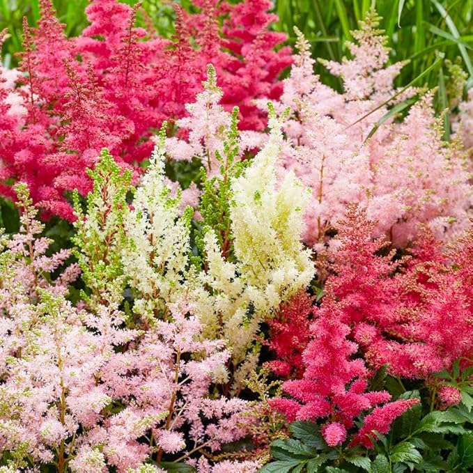 1100+ Mix Astilbe Arendsii Bunter Seeds for Planting-Non-GMO Heirloom Plant Seeds Garden Outdoor