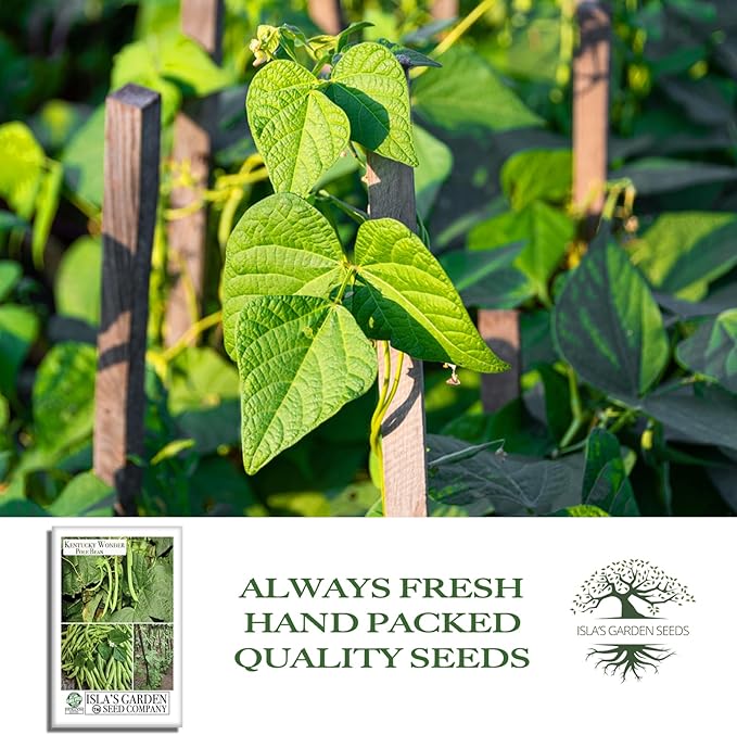 Kentucky Wonder Pole Bean Seeds (Phaseolus vulgaris) – 30+ Non-GMO Heirloom Seeds for Planting, Classic Climbing Variety with Tender Green Pods, by Isla’s Garden Seeds, Gift Idea for Gardeners