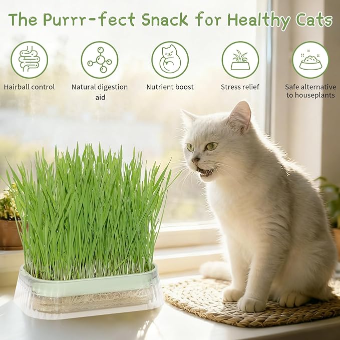 Cat Grass for Indoor Cats with 5Pack Non GMO Seeds, Organic Grass Growing Kit, Soil-Free Planter, Perfect for Beginners, Ideal Birthday Gift for Cat Lovers