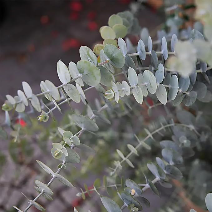 Park Seed Grow Your Own Eucalyptus Seeds Plant, Perfect for Indoor Growing and Spring Garden, Baby Blue Bouquet (Improved), Pack of 100