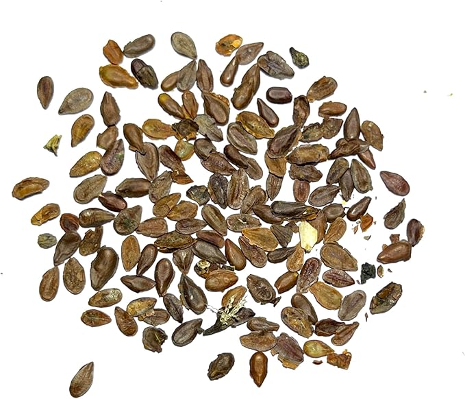 Seed Needs Pink Swamp Milkweed Seeds for Planting - Heirloom & Untreated - Grow a Butterfly Garden to Attract Monarch Butterflies & Pollinators (1 Pack)
