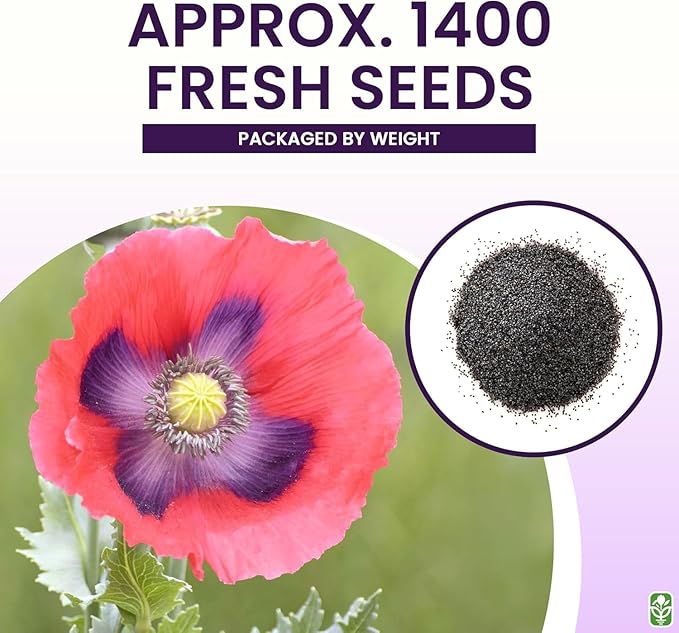 Giant Pink Poppy Seeds for Planting - 300 Fresh Flower Seeds - Double Bloom Wildflower - Grown in The USA