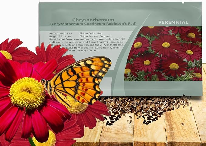 Outsidepride Robinson's Red Chrysanthemum Seeds - 10000 Pcs. Perennial, Drought Tolerant Flower Seeds for Planting in Pollinator Gardens, Cut Flowers & Low Maintenance Landscaping