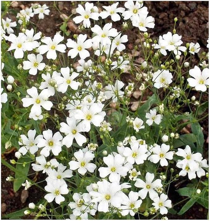 Coastal California Wildflower Mix - Annuals and Perennials Approx. 6500+ Seeds