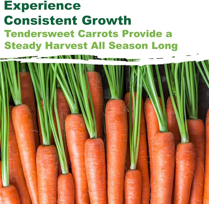 TKE Farms & Gardens - Tendersweet Carrot Seeds, 2500+ Non-GMO Heirloom Seeds, Grow Sweet, Crisp Carrots, Easy to Grow for Fresh Garden-to-Table Goodness, Includes Growing Instructions