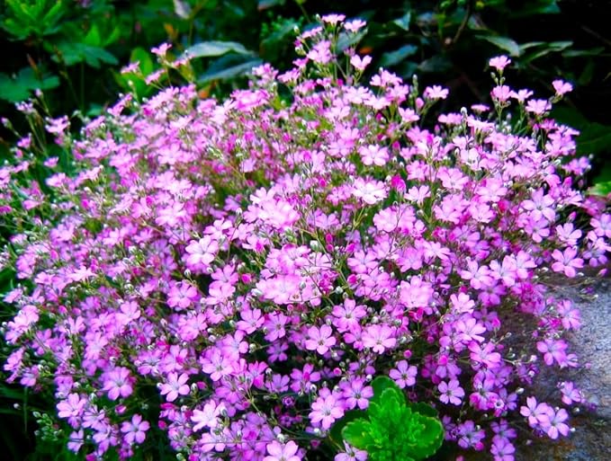 Pink Creeping Baby's-Breath 1000+ Seeds for Planting Gypsophila Groundcover Flowers
