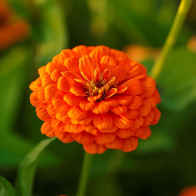 Eden Brothers Zinnia Seeds - Orange King, Non-GMO Seeds for Planting, Packet | Low-Maintenance Flower Seeds, Plant During Spring, Zones 3, 4, 5, 6, 7, 8, 9, 10