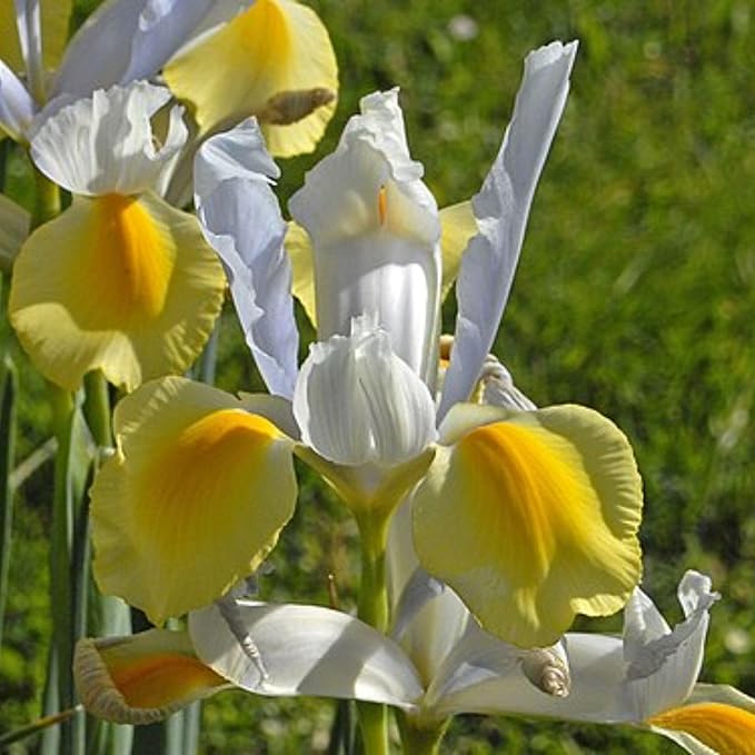 Votaniki Iris hollandica 'Apollo' (Dutch Iris) Bulbs - Hardy Perennial for Spring Blooms | Stunning Yellow & White Flowers, Easy to Grow, Perfect for Cut Flower (12 Pack)