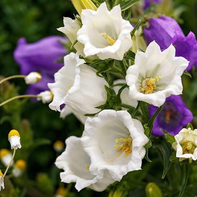 FUN AND GROW SEEDS: Seeds Canterbury Bells Mix Double Biennial Flowers for Planting