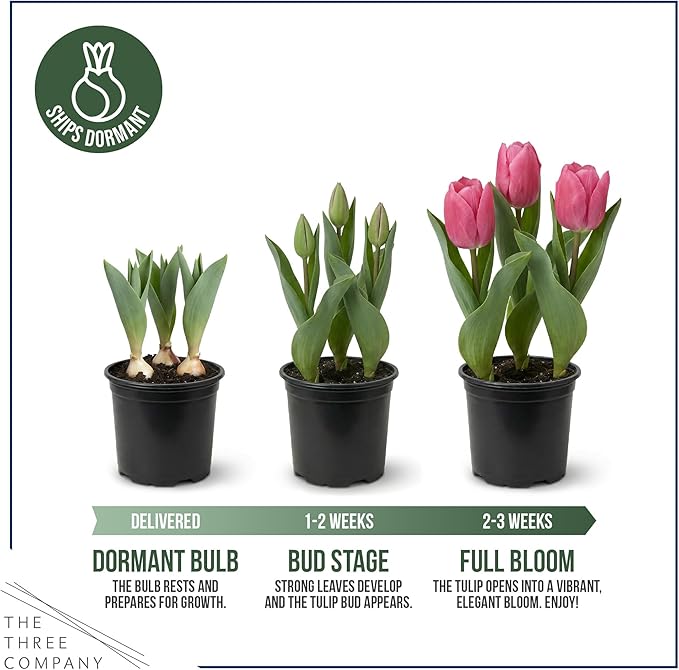 Live Flowering Tulip (4 Per Pack) - Assorted Colors, Beautiful Spring Bulbs, Ships Dormant in 1 Pint Pot, Blooms in 2-3 Weeks