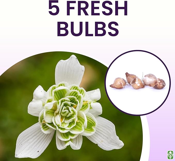 5 Double Snowdrops Bulbs - Top Size - Earliest Spring Blooms Thrive in Shade and Partial Sun - A Rare and Potected Specie in Holland