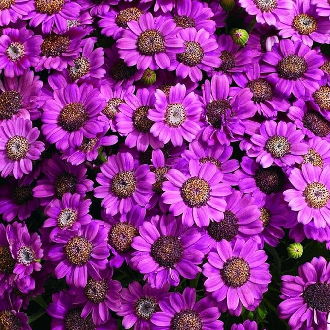1000+ Perennial Mix Cineraria Flower Seeds for Planting Outdoor-Attracts Bees&Butterflies Non-GMO Heirloom