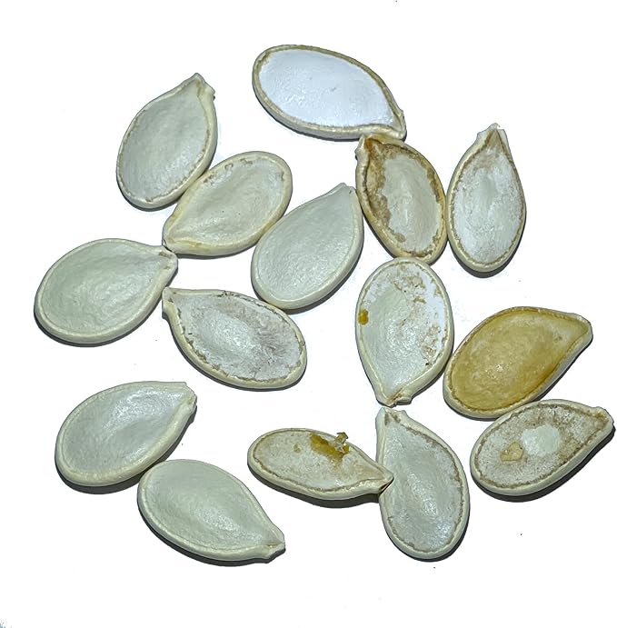 Seed Needs Blue Hubbard Winter Squash Seeds for Planting - Non-GMO, Heirloom & Untreated - Golden Yellow Sweet Flesh Perfect for Baking & Cooking (5 Packs)