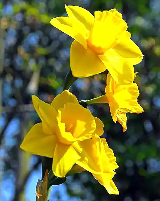 5 Treithian Narcissus Bulbs - Top Size Daffodil Bulbs