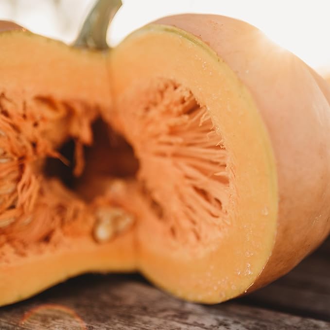 Long Island Cheese Squash - 25 Seeds - Heirloom Squash Variety, Sweet Orange Interiors, Great for Pies & Baking, Non-GMO Winter Squash Seeds for Planting in The Home Garden, Thresh Seed Company