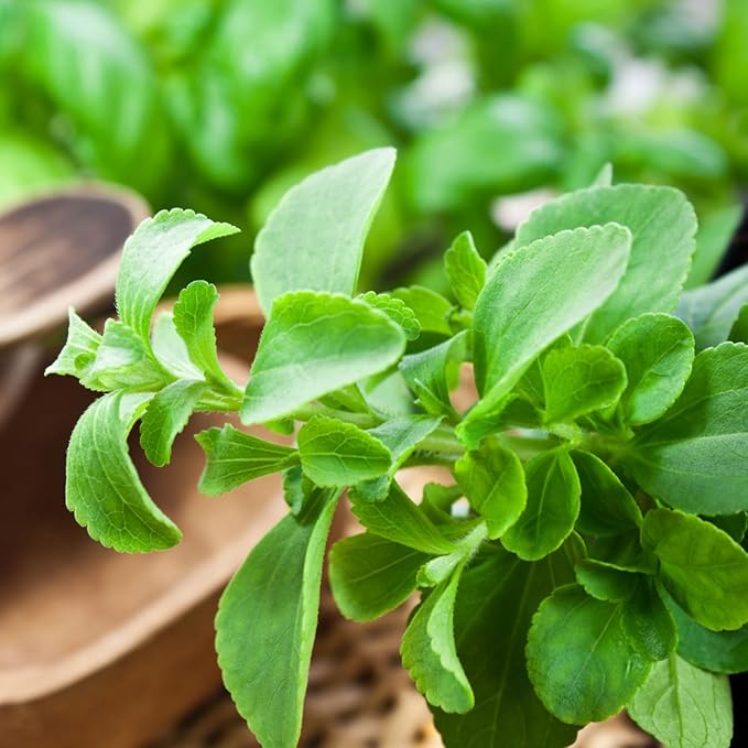 2 Stevia Plants Live, 5-9 Inch Tall, Stevia Seedlings for Planting Indoor Outdoor, Stevia Mint Herb