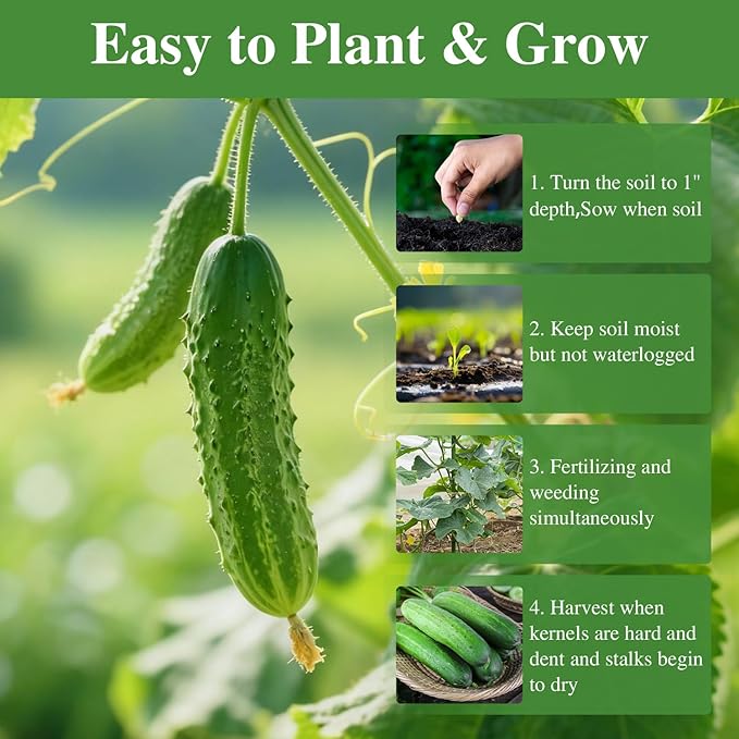50 Straight Eight Cucumber Seeds - Heirloom Non-GMO USA Grown Vegetable Seeds for Planting in Trellises, Raised Beds, Space Gardens- Pickling and Slicing Cucumber