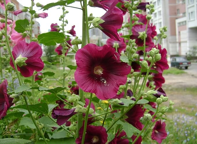 NIKA SEEDS - Seeds Flowers Hollyhock Spring Mix Perennial - 50 Seeds