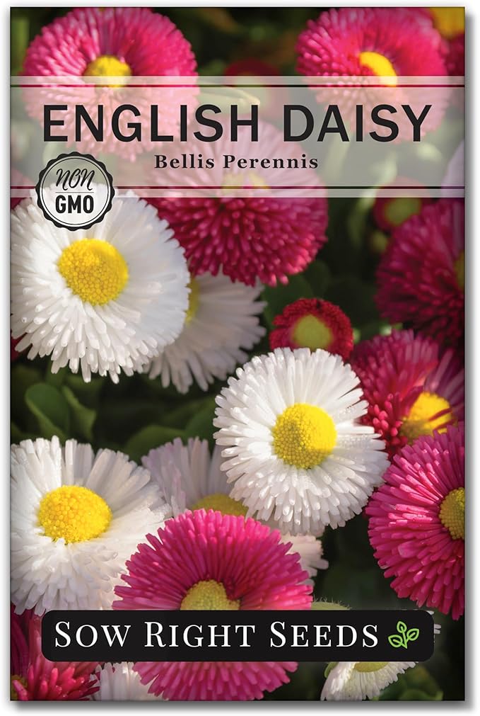Sow Right Seeds - English Daisy Flower Seeds for Planting - Non-GMO Heirloom Seed Packet with Instructions to Grow - Colorful Perennial Mix - Low Growing Lawn Filler - Attract Pollinators (1)