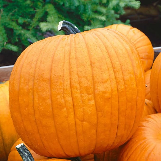 Pumpkin Garden Seeds - Howden Variety - 4 oz - Non-GMO, Heirloom Pumpkins - Rich Orange - Jack O'Lantern Pumpkin Gardening