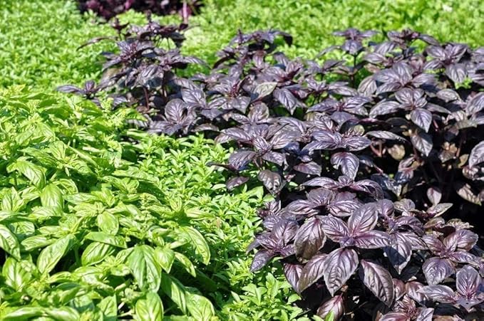 Seeds Basil Mix (Red, Green, Purple, Genovese, Corsican, Lemon, Lime) Indoor Sweet Heirloom Herbs Non GMO