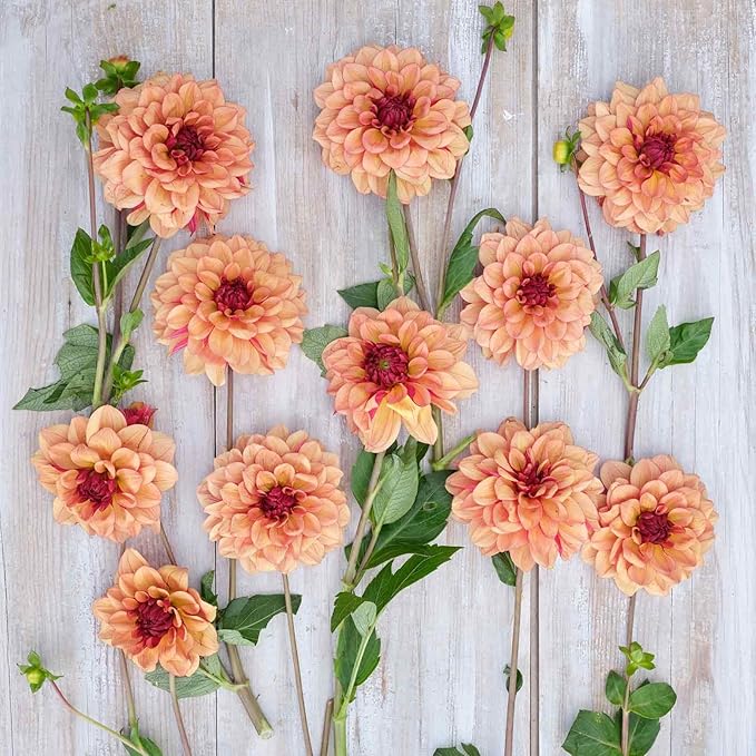 Eden Brothers Dahlia Bulbs (Decorative) - Creme de Cognac, Non-GMO Bulbs for Planting, 4 Bulbs | Low-Maintenance Flower Bulbs, Plant During Spring, Zones 8, 9, 10, 11