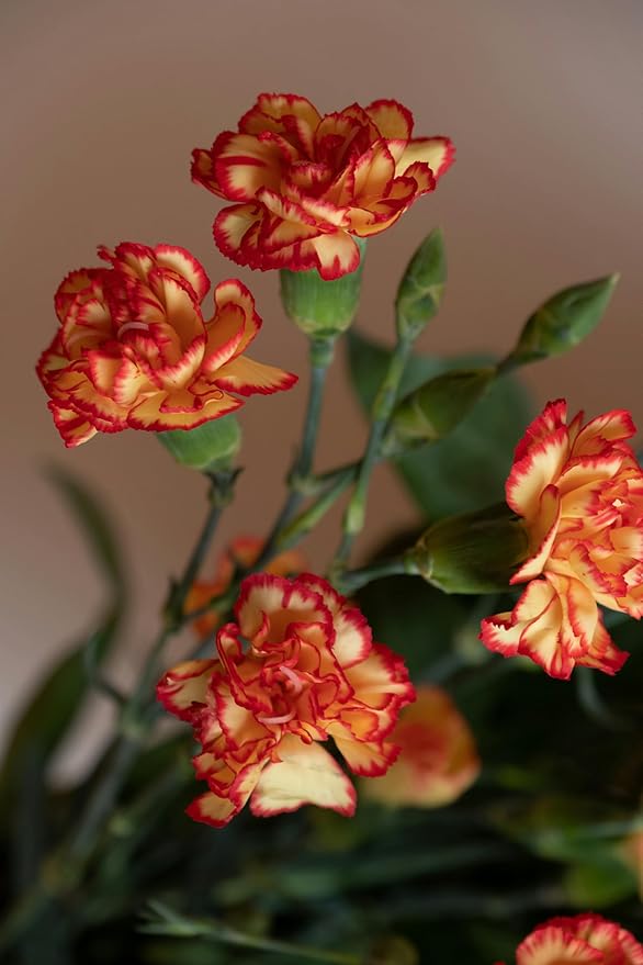 3000 Mixed Carnation Seeds – HOA Cẩm Chướng – Dianthus Caryophyllus – 99% Germination Rate – Beautiful for Yard & Garden Landscaping