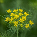 Seeds In A Cup - Plant Growing Kit-: Vegetable and Herb Growing Kit (Dill)