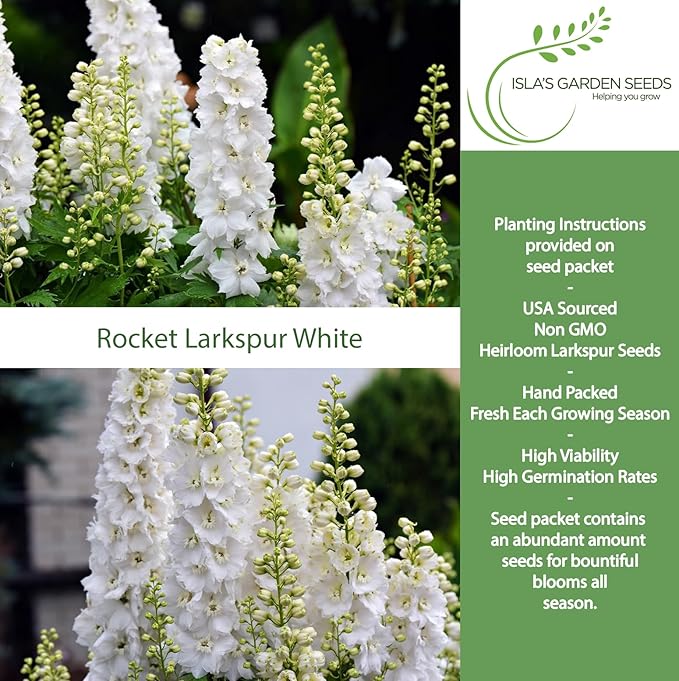 White Larkspur Rocket Flower Seeds (Delphinium ajacis) – 250+ Heirloom Non-GMO Seeds by Isla’s Garden Seeds, Tall Elegant Spikes, Cut Flower Garden Favorite, Cool-Season Annual Blooms, Gift Idea