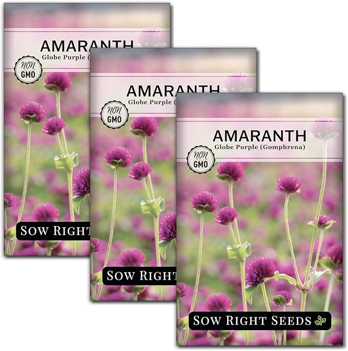 Sow Right Seeds - Purple Globe Amaranth Seeds for Planting - Non-GMO Heirloom Packet with Instructions to Plant & Grow an Outdoor Home Flower Garden - Gomphrena Pompom Flowers - Use Dried for Tea (3)