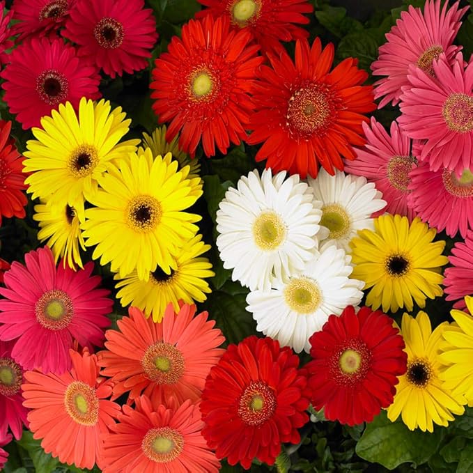 Outsidepride Revolution Select Mix Gerbera Seeds - 10 Pcs Perennial, Compact & Low Maintenance, Flower Seeds for Planting w/Vibrant Blooms, Ideal for Garden Landscaping & Cut Flower Arrangements