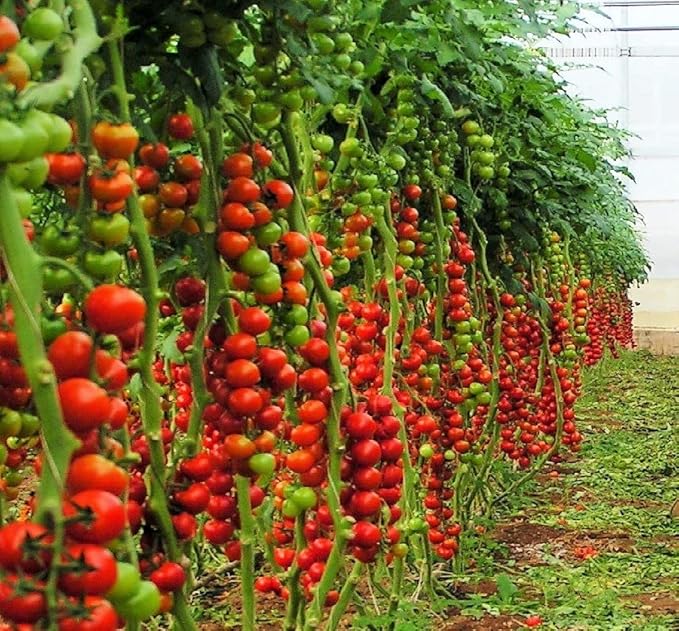Seeds Vine Tomato - Giant - Heirloom Vegetable - GMO Free