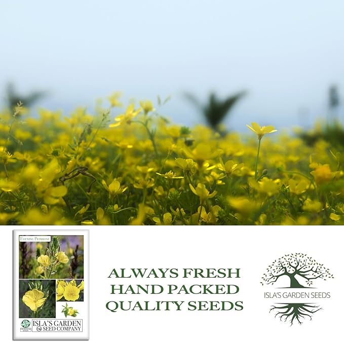 Evening Primrose Mix Flower Seeds (Oenothera lamarckiana) – 1500+ Heirloom Seeds per Packet, by Isla’s Garden Seeds, Bright Yellow Night-Blooming Flowers for Home Gardens, Borders & Naturalized Areas