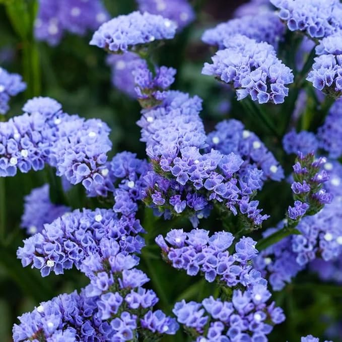 100+ Seed Statice Pastel Mix for for Planting Outdoors Garden-Annual Limonium Sinuatum Cut Flower Beautiful Flowers Bloom Easy to Maintain